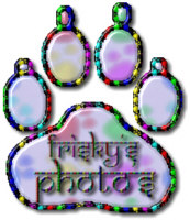 kitty pictures